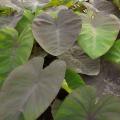 Colocasia / Alocasia - Orejas de elefante