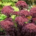 Grandes Sedums de Otoño