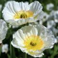 Amapolas biancas