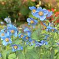 Amapolas azules 