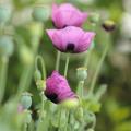 Amapolas rosas y malvas 