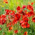 Amapolas rojas