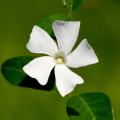 Vincas blancas