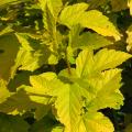 Physocarpus doradas