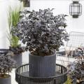 Physocarpus enanos para macetas