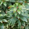 Pieris variegadas - Andrómeda
