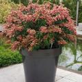 Pieris para maceta - Andrómeda