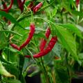 Pimientos