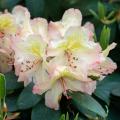 Pinkish Lemon - Color de tendencia Jardín 2025