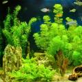Plantas de acuario