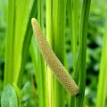 Plantas acuáticas de 0 a 5 cm de profundidad
