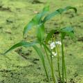 Plantas acuáticas de 20 a 50 cm de profundidad
