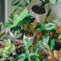 Plantas de interior por características
