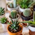 Plantas de interior