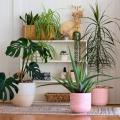 Plantas de interior por  variedad