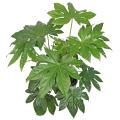 Plantas de interior en promoción