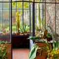 Plantas para la veranda