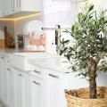 Plantas para la cocina