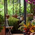 Plantas para la veranda