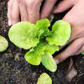 Plantas hortícolas