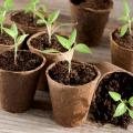 Plantas hortícolas en macetas, cepellones y alveolos