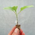 Plantas injertadas