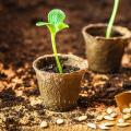 Plantas horícolas en alveolos