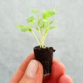 Plantúlas aromáticas en mini terrones