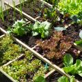 Plantas hortícolas por variedad