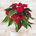 Poinsettia - Flor de Pascua