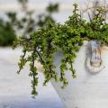 Portulacaria - Jade enano