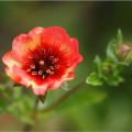 Potentillas por color de flores