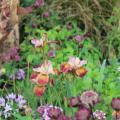 Púrpura y cobre - Color de tendencia Jardín 2026