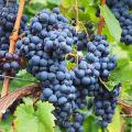 Raisins pour climat sec et chaud