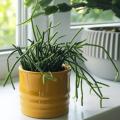 Rhipsalis - Ripsalis - Cactus muérdago