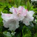 Rhododendros y azaleas perfumados