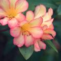 Rododendros tropicales - Rhododendron Vireya