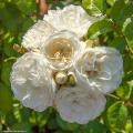 Rosas Meilland