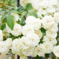 Rosales trepadores blancos