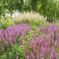 Salvia nemorosa - Salvias del bosque