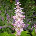 Esclareas - Salvia sclarea