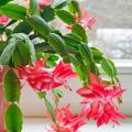 Schlumbergera - Cactus de Navidad