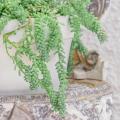 Sedum de interior