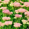 Sedums botánicos 