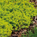 Sedum cubresuelos