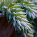 Sedums de follaje azul o glauco