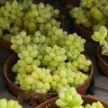 Sedums de follaje amarillo dorado