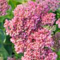 Sedums de flores rosas