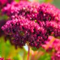 Sedums de flores rojas