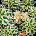 Sedums de follaje variegado